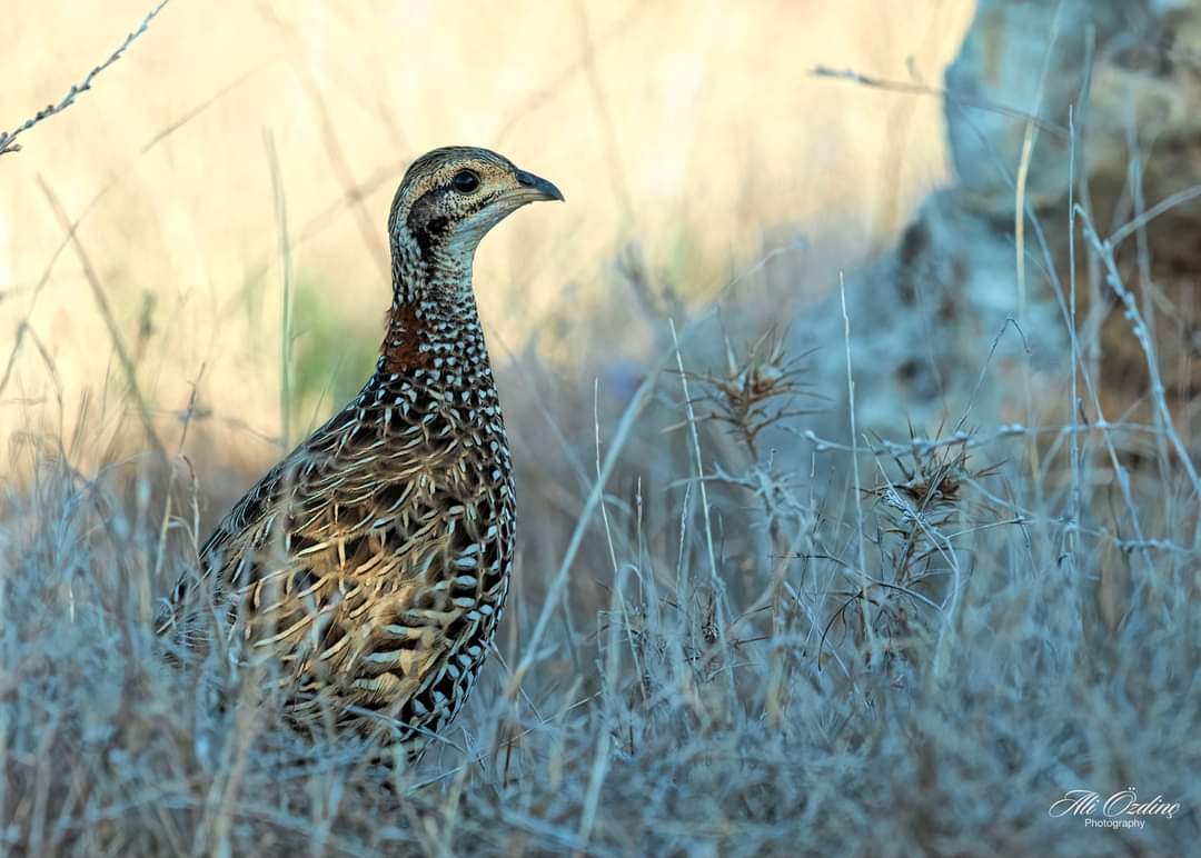 Seil02635117's tweet image. #amanavcivurmabeni #turac (📷Ali Ozdinc)