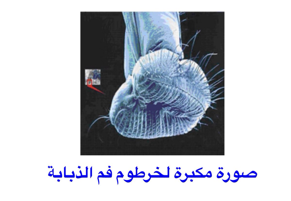 الذبابة ليس لديها فم لذلك فهي لاتأكل بل تشرب فقط اي تمتص السوائل لذلك تقوم الذبابة عند التغذي بمد شَ...