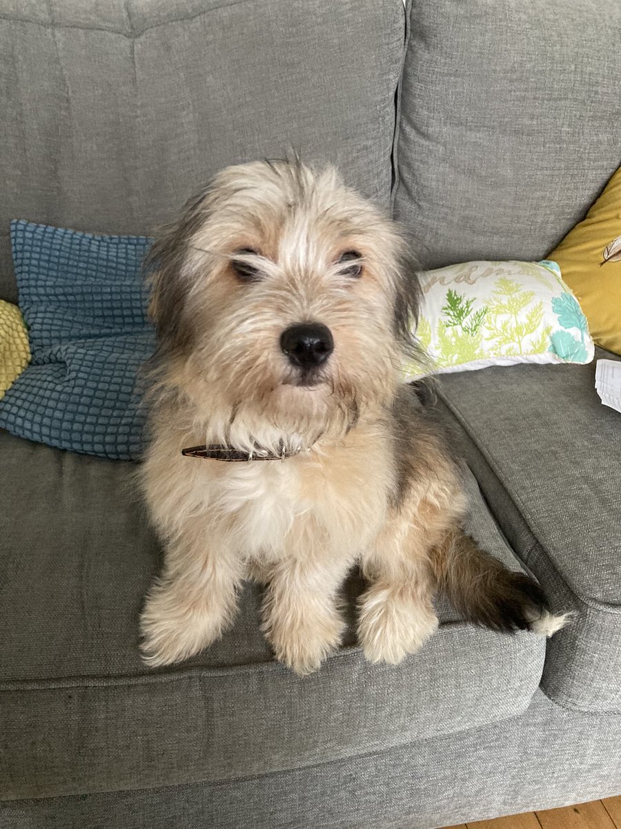 We got this one last week. She’s come over from Russia ! We don’t speak Russian so she doesn’t understand us ! Has anyone got one of those English to Russian books so that we can have a chat with her ?