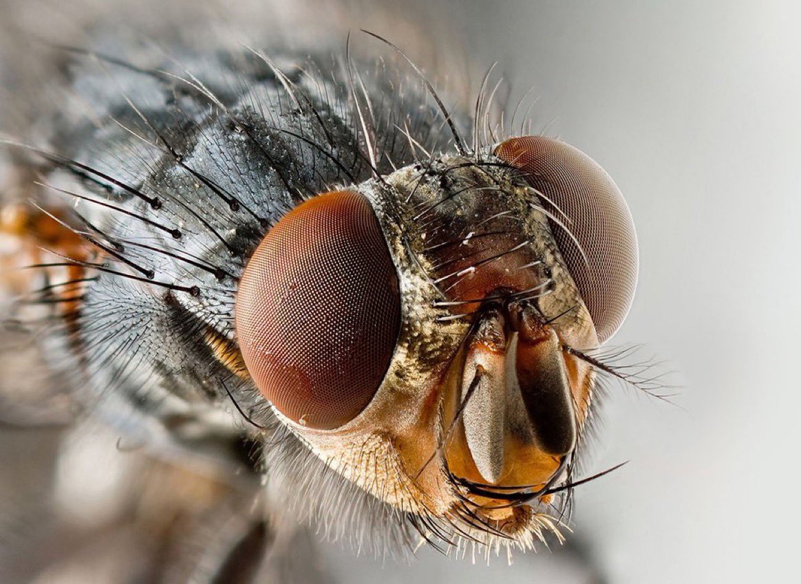 ليه مانبيد الذباب عن وجه الأرض؟ وهل هو مهم ؟ https://t.co/qqEdssHykW