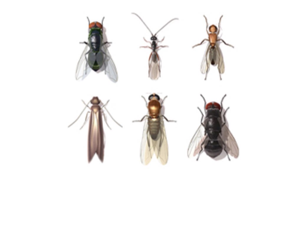 يبلغ عدد أنواع الذباب 120000 نوع، ويمثل عدد الذباب ما يقرب من ثلث عدد الحشرات في العالم

ينبض قلب ال...