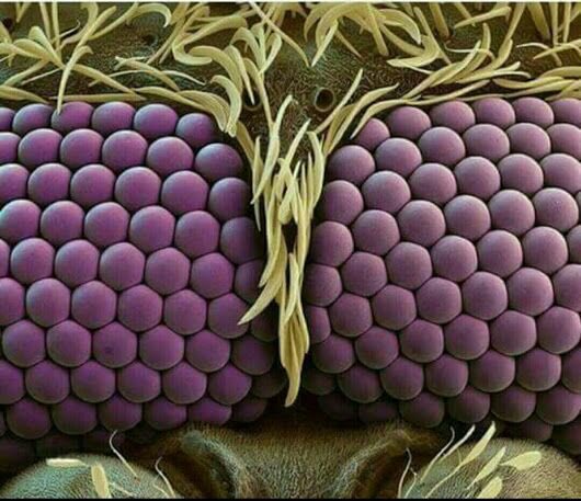 وكل عين مكونة من 600عين سداسية الشكل كل عين منهم تحتوي على قرنية وقزحية وشبكية
ويتصل بكل عين 8خيوط ع...