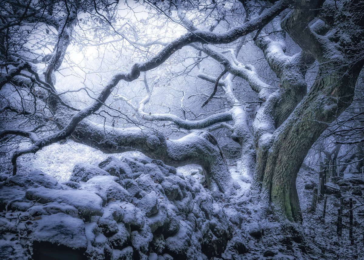 Winter Wonderland in the Forest

#WinterSession2023 #WinterWonderland #forest #Woodland #WALES #moody #ThePhotoHour #StormHour #NatureBeauty