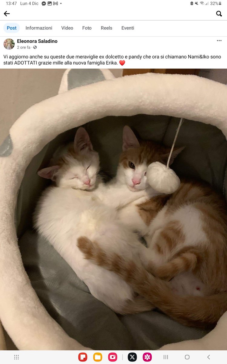 UnOnlus's tweet image. #dolcetto e #pandy 🥰🥰🥰🥰🥰❤️❤️❤️
#adottati