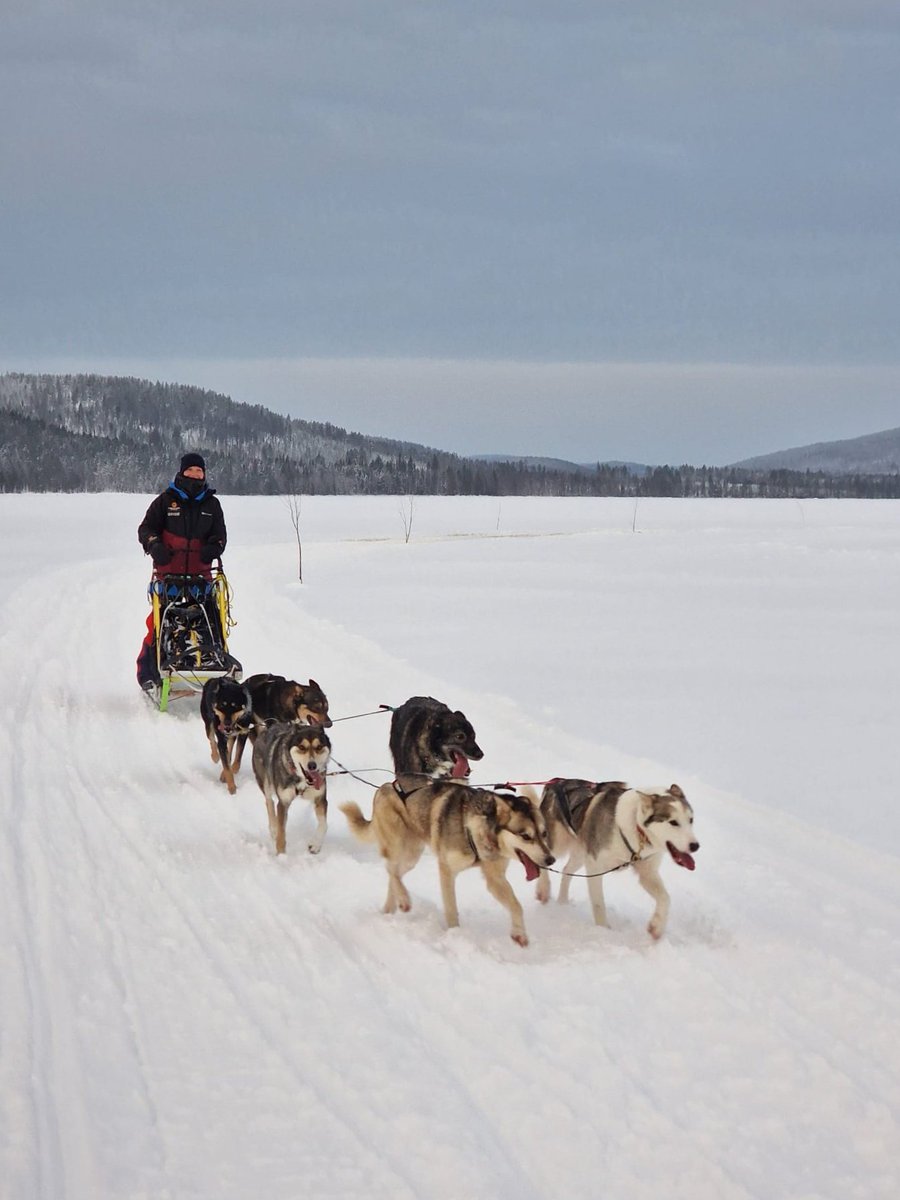 Happy guide! 🥰 #zweden #sweden #lapland #winter #winterwonderland #snow #huskies #alaskanhuskies #huskiesoftwitter #sleddogs #dogsledding #happiness #outdoorlife #explorethenorth