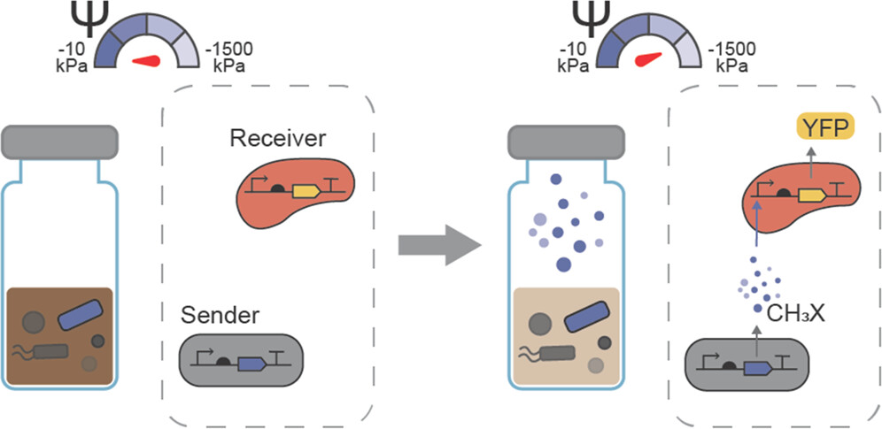 ACS Synthetic Bio (@acssynbio) on Twitter photo Simplified soil microbial communities can be model systems for consortia-scale phenotypes. <a href="/JoffSilberg/">Joff Silberg</a> and colleagues <a href="/RiceUniversity/">Rice University</a> now establish MeBr as a reporter, simplifying interrogation of these still complex materials.
pubs.acs.org/doi/10.1021/ac…
#biosensor
#soil Simplified soil microbial communities can be model systems for consortia-scale phenotypes. <a href="/JoffSilberg/">Joff Silberg</a> and colleagues <a href="/RiceUniversity/">Rice University</a> now establish MeBr as a reporter, simplifying interrogation of these still complex materials.
pubs.acs.org/doi/10.1021/ac…
#biosensor
#soil