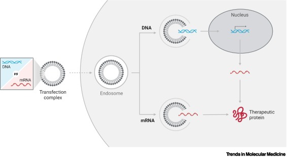 Trends in Molecular Medicine tweet media