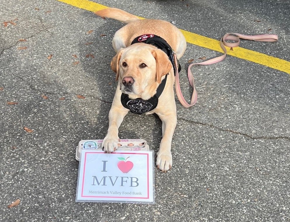How cute is Millie?!

 Millie is a therapy dog at the Middlesex Sheriff's Office in Billerica. She is also the MVFB's newest donor! Thanks for the eggs Millie.  🥚💛