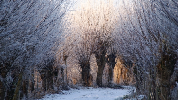 Winter in de Biesboschlinie: deze activiteiten zijn er allemaal te doen -  hetkontakt.nl/heusdenenalten…