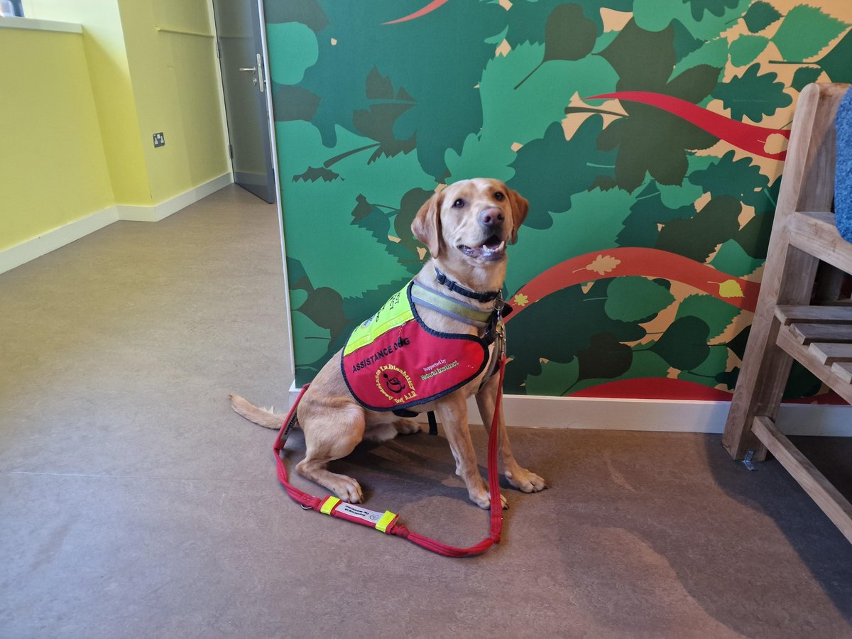 We're celebrating our Assistance Dog Angels this month! Meet Marley who supports owner Steph. Marley retrieves items and gives Steph much needed confidence when out and about. To support partnerships like Steph and Marley go to justgiving.com/campaign/celeb…