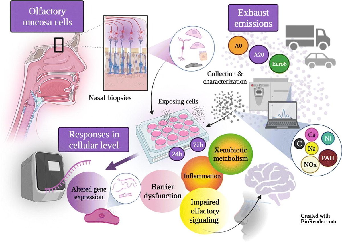 🚗¡El tráfico te está quitando el olfato! 

La <a href="/UniEastFinland/">University of Eastern Finland</a> publicó un estudio donde se demuestra que micropartículas del diésel y otros combustibles altera la expresión de muchos genes en células de la mucosa olfativa humana.

Pero además, esto también afecta al cerebro