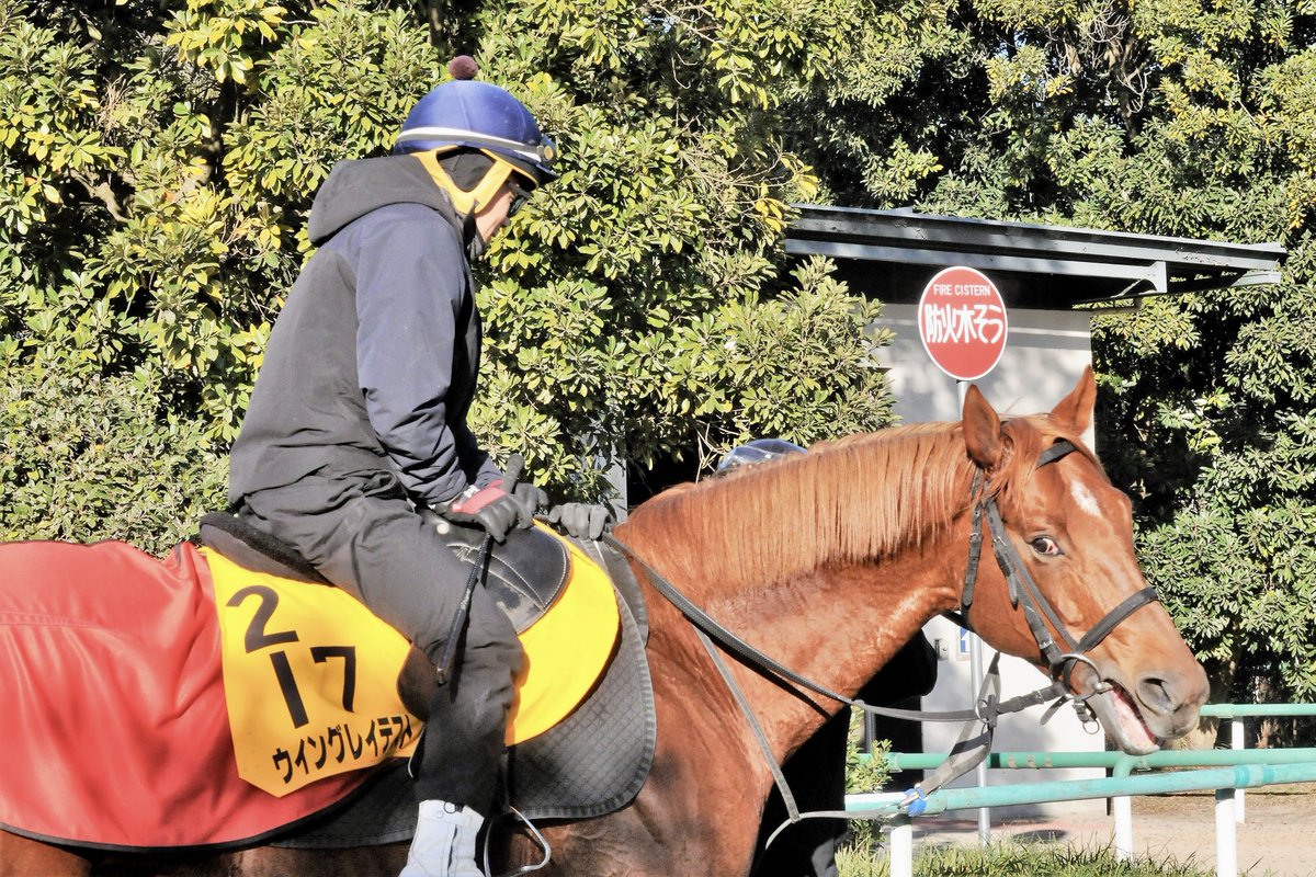 先週の取材風景📷 ウイングレイテストが帰厩🏇 馬名入りのニュー