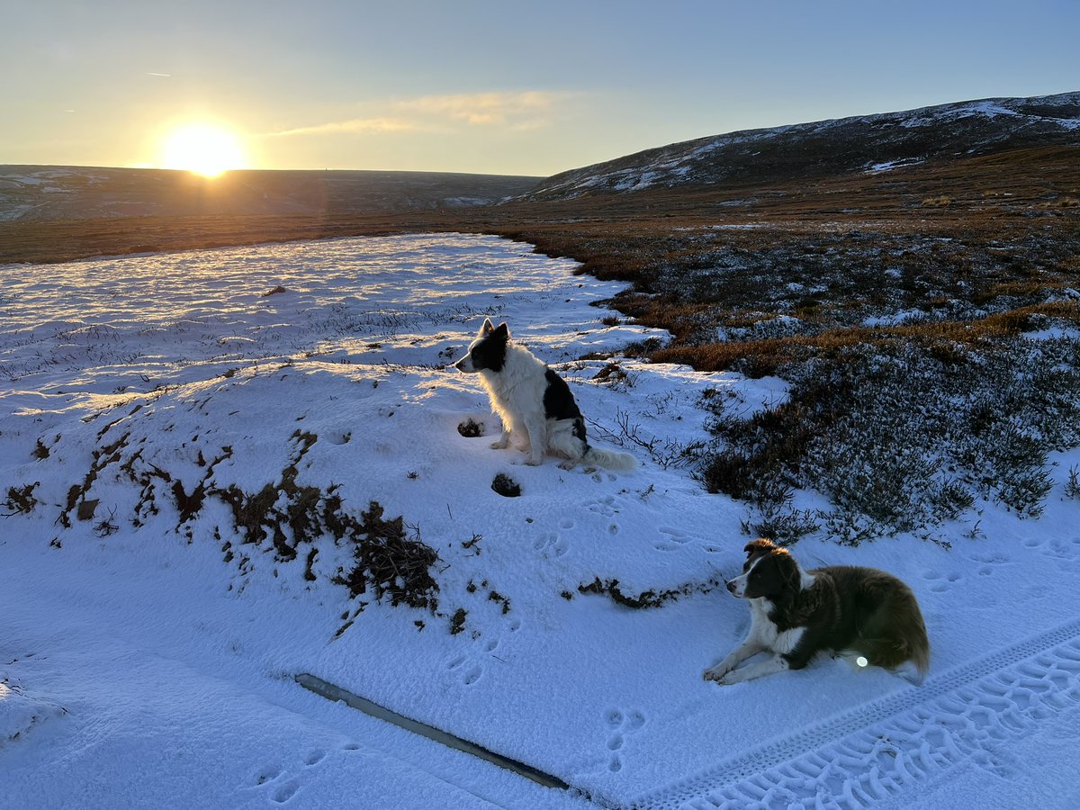 Mark Forrest tweet media