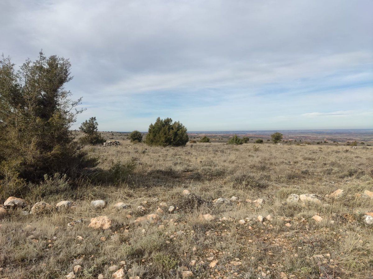 LRicoti's tweet photo. Se han adjudicado las obras de restauración y mejora de hábitat de #alondraricotí en los municipios de #Duraton y #Riaza en #Segovia. Se prevé actuar sobre unas 190 hectáreas, realizando labores de aclareo de matorral y retirada de pies dispersos de encinas @jcyl @patrimonionat https://t.co/Hqjb0j0cik