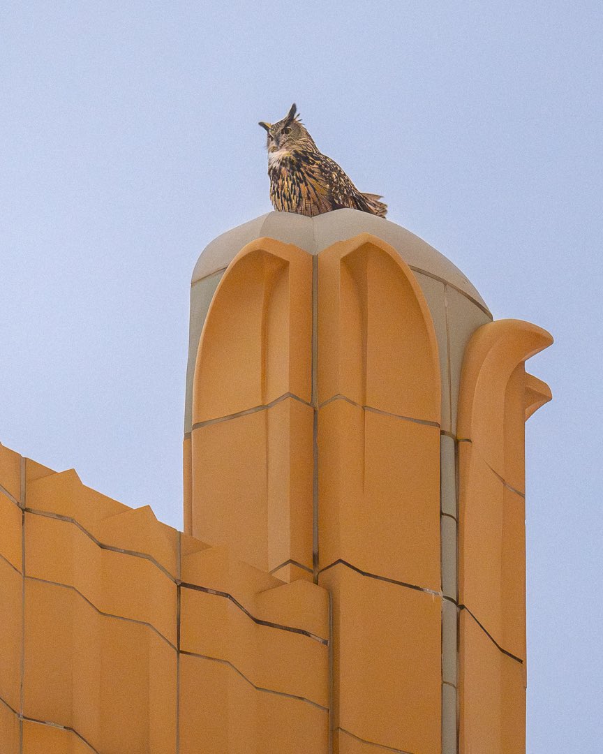 Flaco the Eurasian eagle-owl atop a beautiful pre-war art deco building on Central Park West Saturday night. After five hours of hooting—with a few brief naps mixed in—we saw him glide down effortlessly into the park around midnight to hunt. #birds #birding #birdcpp