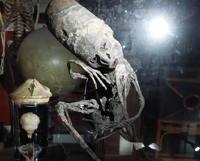 ミイラ化したエイリアンの遺体？ベルギーの動物園で保管していた謎の