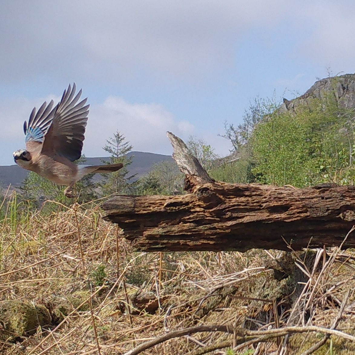 The Farmer’s Arms (@thefarmersarms_) on Twitter photo This Wednesday's Soup Talk!
Join <a href="/HardknottForest/">Restoring Hardknott Forest</a> at 6.30pm, the man behind the mission to restore a large commercial conifer plantation in the Duddon Valley to a wildlife rich native woodland.
lakedistrictfarmersarms.com/whats-on/soup-… This Wednesday's Soup Talk!
Join <a href="/HardknottForest/">Restoring Hardknott Forest</a> at 6.30pm, the man behind the mission to restore a large commercial conifer plantation in the Duddon Valley to a wildlife rich native woodland.
lakedistrictfarmersarms.com/whats-on/soup-…