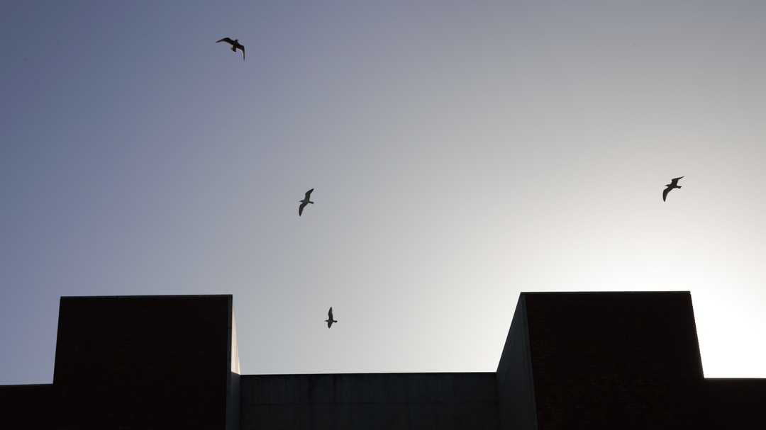 “Cantavas: Sou gaivota e fui sereia Ri-me de ti: Então porque não voas? E então tu olhaste Depois sorriste Abriste a janela e voaste“ Sérgio Godinho #universidadedeaveiro