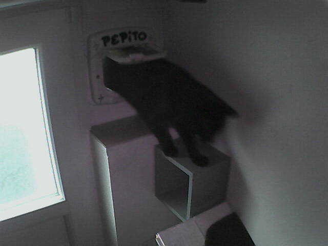 PepitoTheCat's tweet image. Pépito is back home (14:30:23)