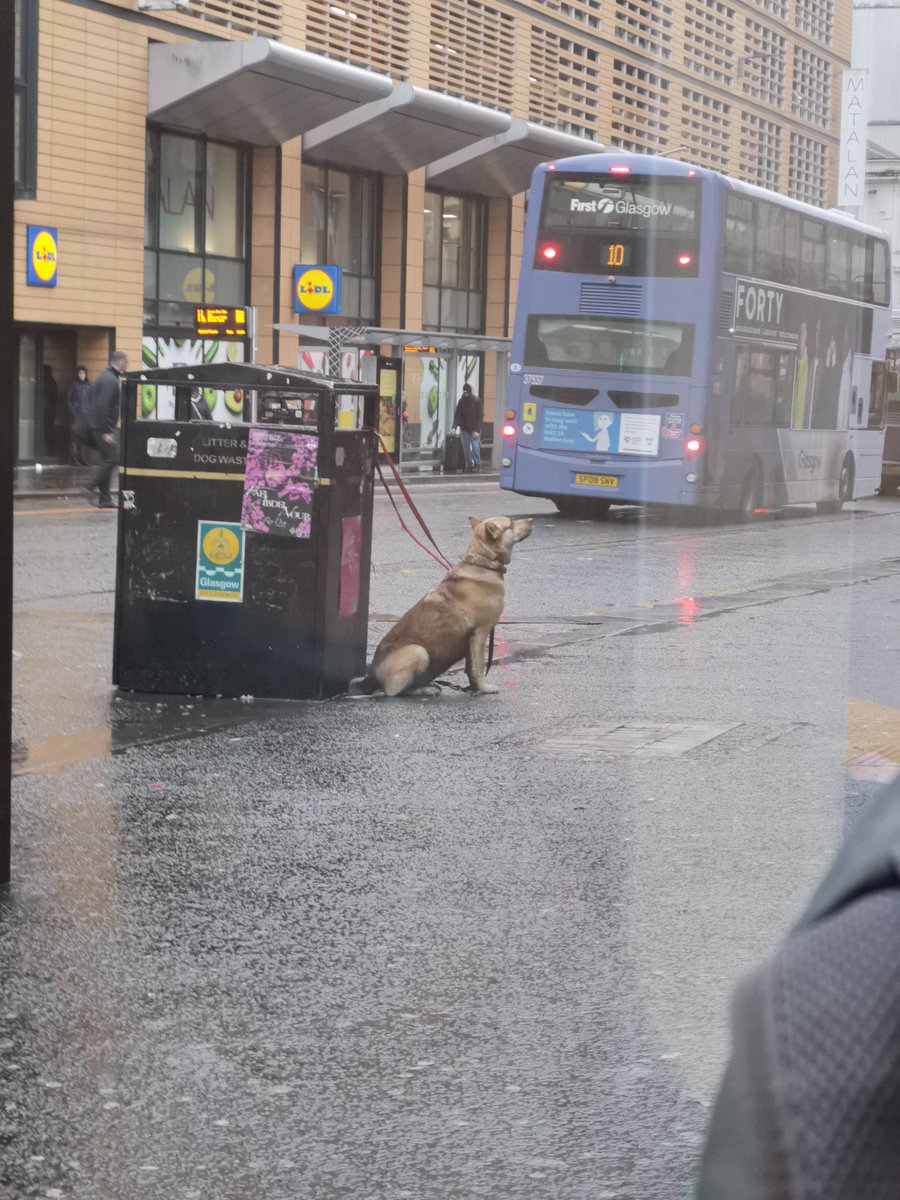 jellfox's tweet photo. @ScottishSPCA can you please check if this dog has been abandoned? It's been there a while
#Argylestreet
#Glasgow https://t.co/oMaWYXDBA6
