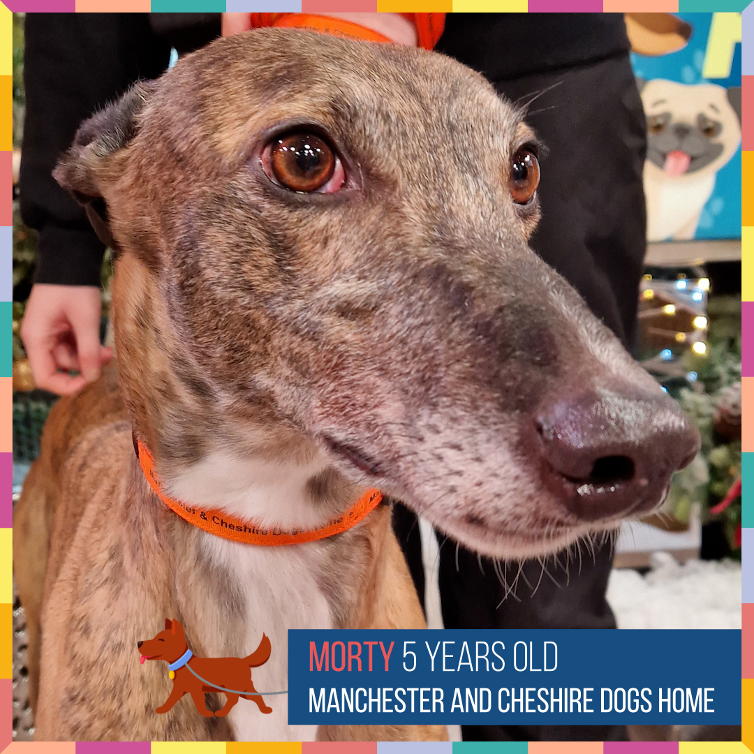 PackedLunchC4's tweet photo. Could you give an abandoned dog a forever home? 🐾

🐶 For more information about Khya, Tipsy &amp; Morty, contact @manchdogs or visit https://t.co/yaOLNoFbsr

🐶 For Baz, contact @The_Blue_Cross or visit https://t.co/xnJ8zRaNpv 

#StephsPackedLunch https://t.co/IGrWlRsKCA