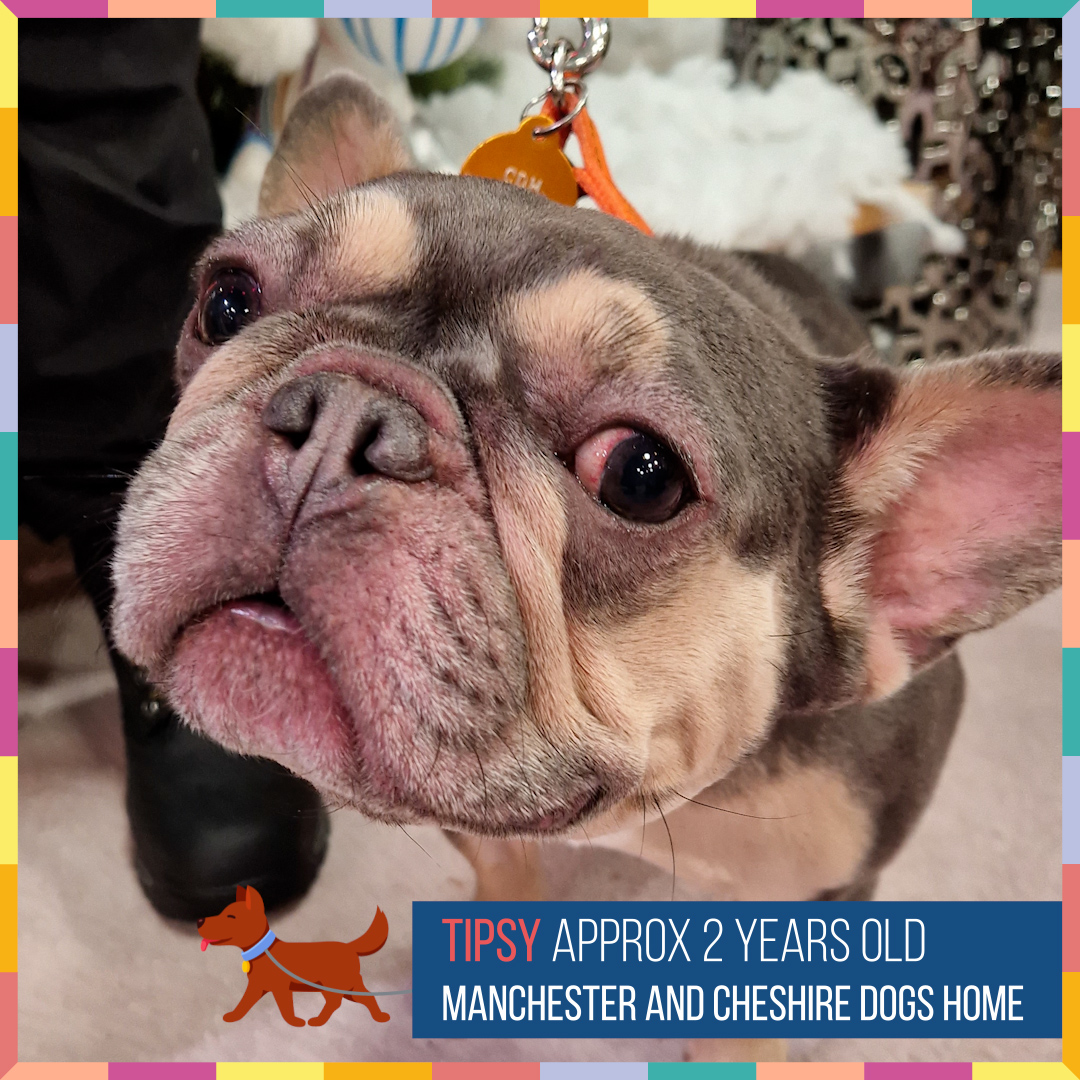 PackedLunchC4's tweet photo. Could you give an abandoned dog a forever home? 🐾

🐶 For more information about Khya, Tipsy &amp; Morty, contact @manchdogs or visit https://t.co/yaOLNoFbsr

🐶 For Baz, contact @The_Blue_Cross or visit https://t.co/xnJ8zRaNpv 

#StephsPackedLunch https://t.co/IGrWlRsKCA