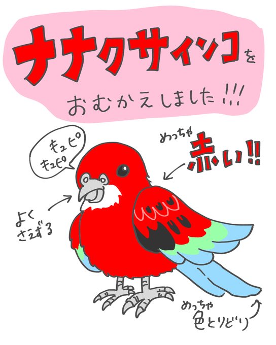 5月にお迎えすることになったカリン。 ナナクサインコの男の子です。慎重派.. 55番 さんのマンガ ツイコミ(仮)