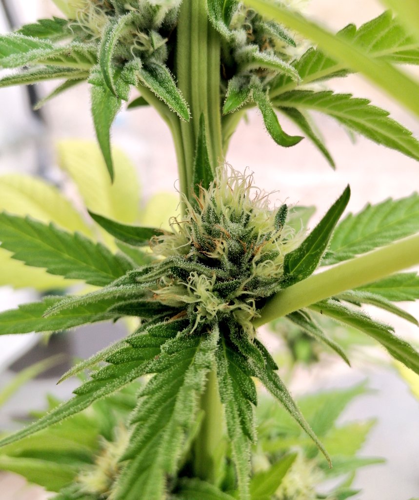 XavierNerjaLM's tweet photo. Ya van engordando los pimientos 😅
#WinterTHC #WinterCBD
#FuckOpioids ❤️💚❤️💚 https://t.co/O8VIUPJHJn