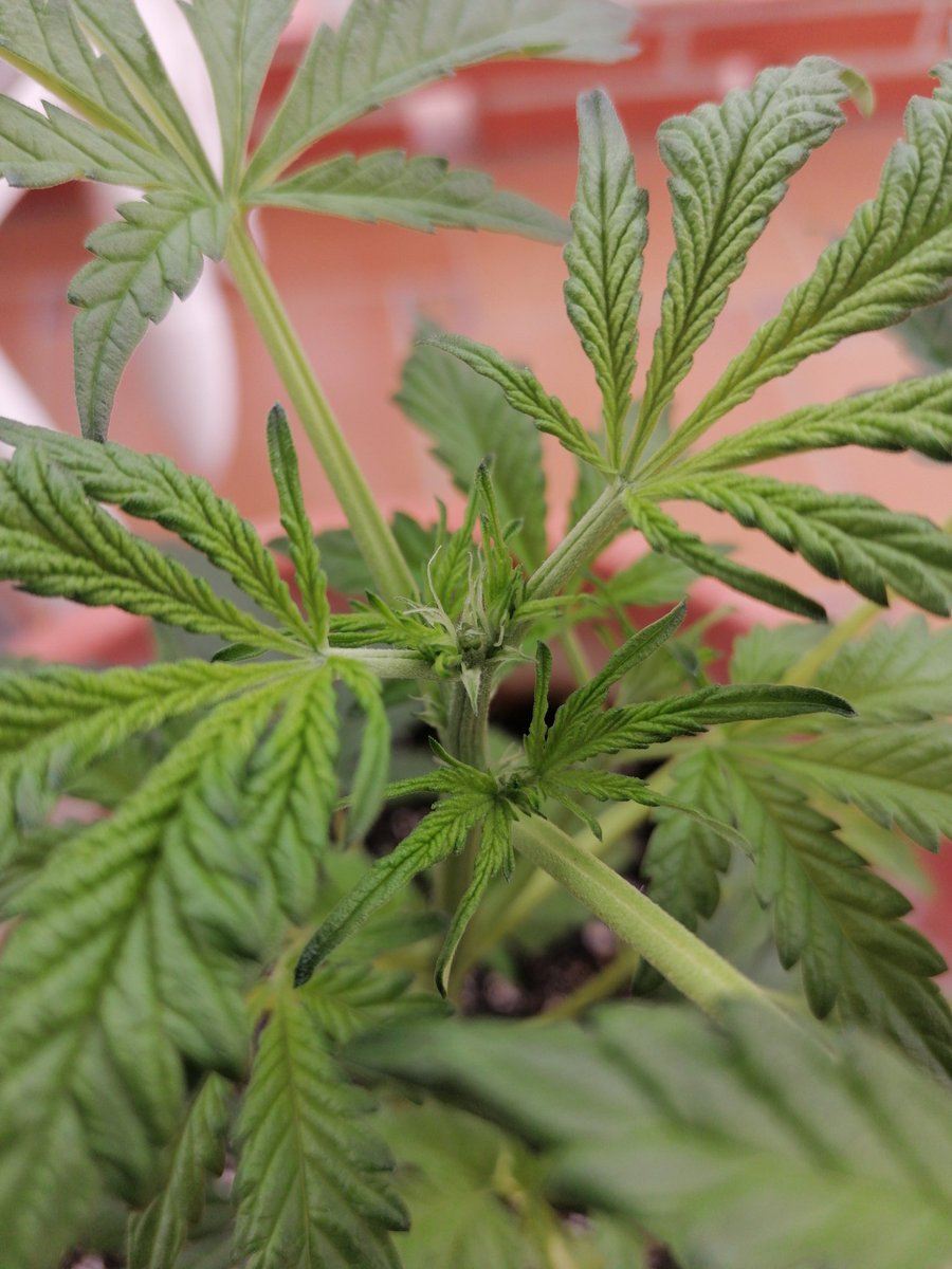 XavierNerjaLM's tweet photo. New baby in the greenhouse!!
Northern Lights XXL ❤️💚❤️💚
#WinterTHC #WinterCBD #FuckOpioids https://t.co/ZCumVzDAaH