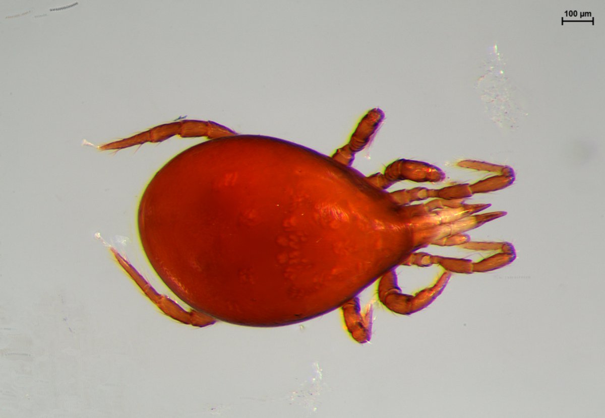 We💚#Mites: an intriguing and understudied realm in our soils
