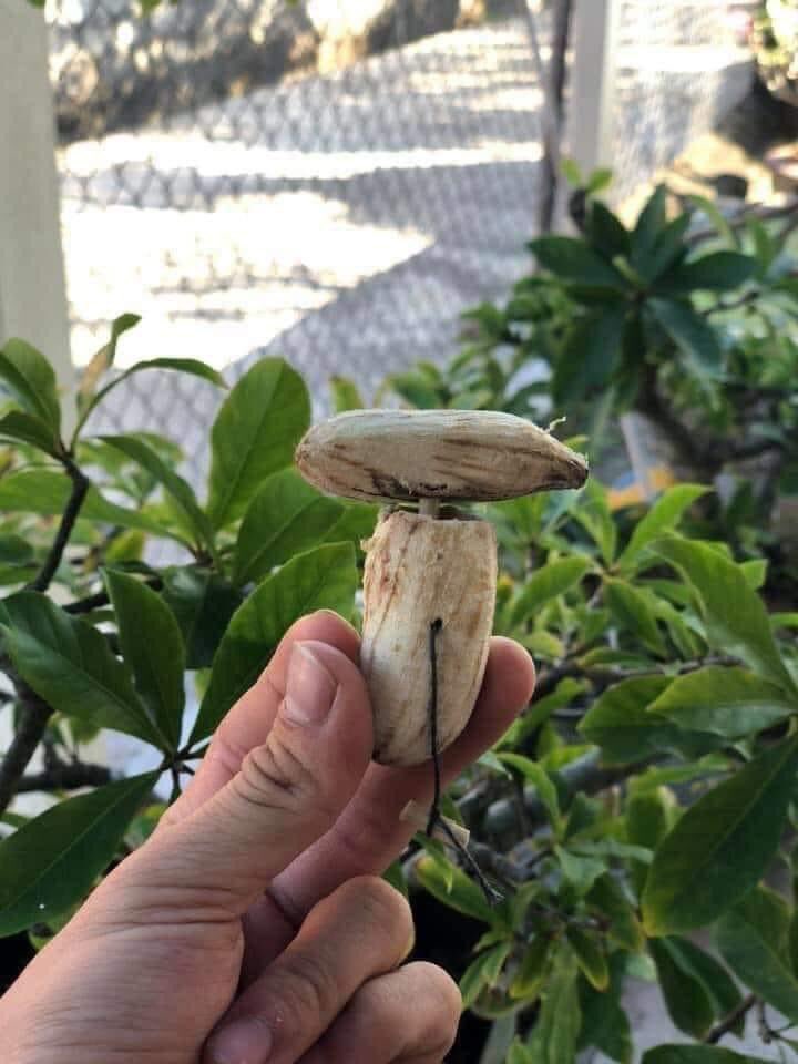 Mọi người ơi có ai đã từng chơi cái này chưa???