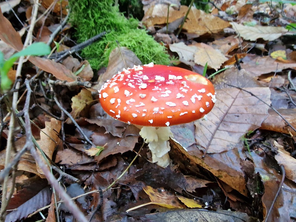 Found this beauty a few weeks ago and made me remember the episode with Kevin all about the Amanita Muscaria