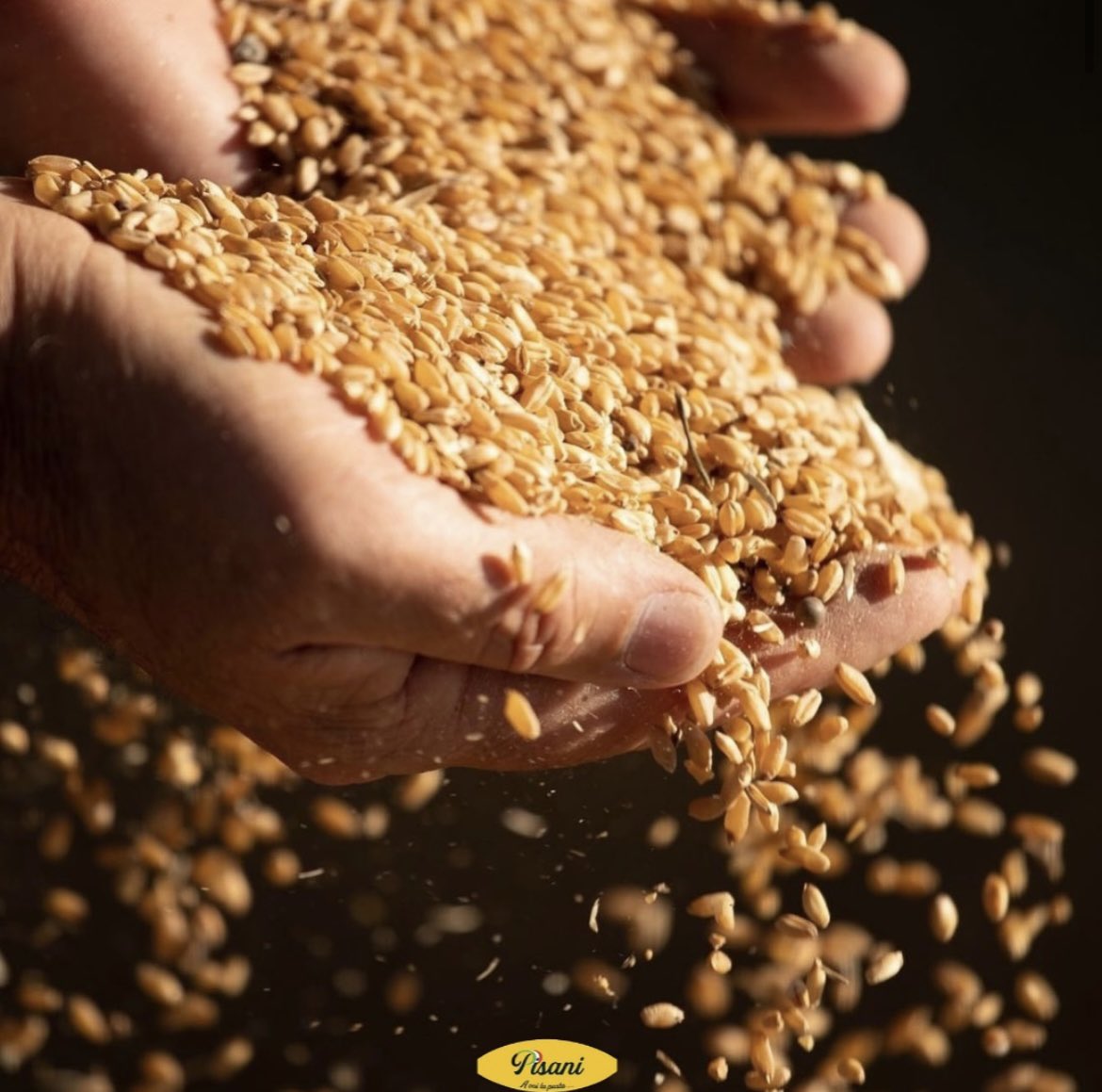PastaPisani's tweet photo. Chicchi di grano: la magia della materia prima! 🌾✨Da campi baciati dal sole a preziosi ingredienti, ogni chicco racchiude la promessa di nutrimento e tradizione. Scopriamo insieme il viaggio dal grano alla tavola e celebriamo la bellezza della semplicità. 🌾 #grano #pasta https://t.co/oXChlmLlYe