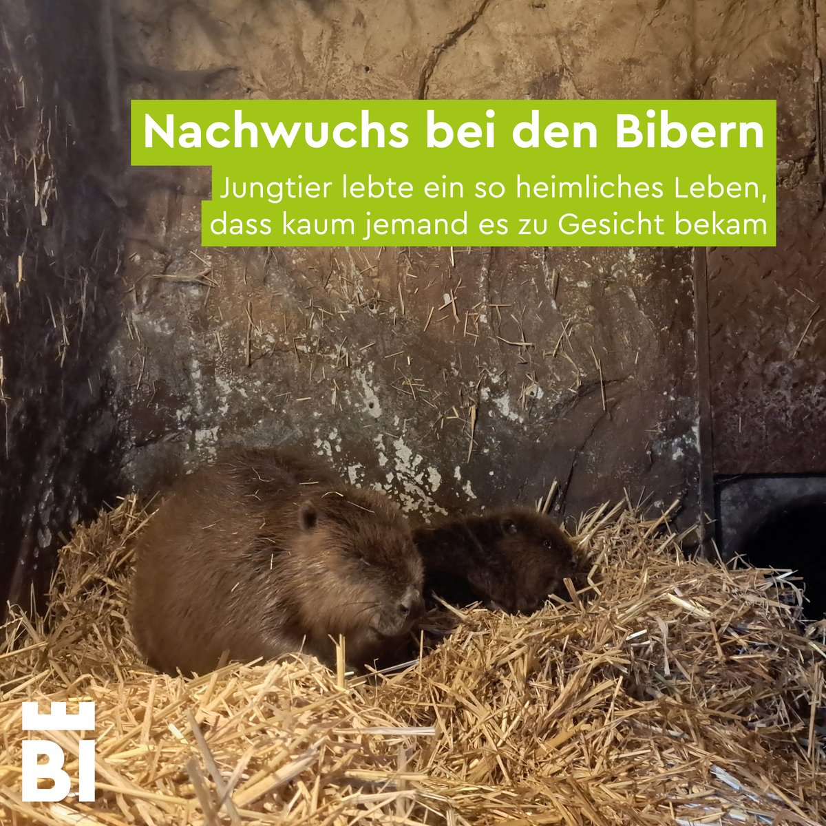 stadtbielefeld's tweet photo. Nachwuchs bei den #Bibern: Beim genauen Hinsehen ist der Bibernachwuchs hinter Mama „Meret“ zu erkennen. Es gehört allerdings einiges an Glück dazu, den kleinen Biber in der Anlage im Heimat-Tierpark #Olderdissen beobachten zu können. 👉 https://t.co/ygi18EcKHC https://t.co/pnN9KSMLEK
