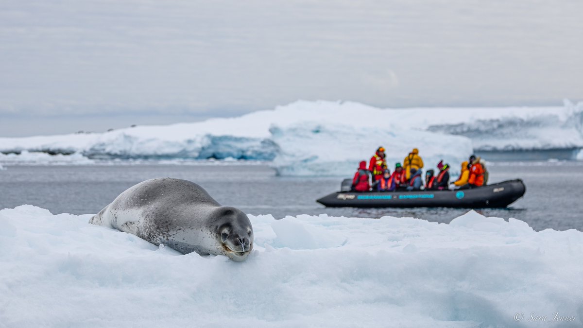 OceanwideExp's tweet image. We headed out for a Zodiac cruise. We slowly cruised to a sheltered bay, where we saw a #leopardseal resting on some ice. It was a large animal with a serpent-like body and sinister smile. An amazing sight.

🕔 Nov 16, 2023 near Gourdin Island

📷 by Sara Jenner &amp;amp; @martin_anstee