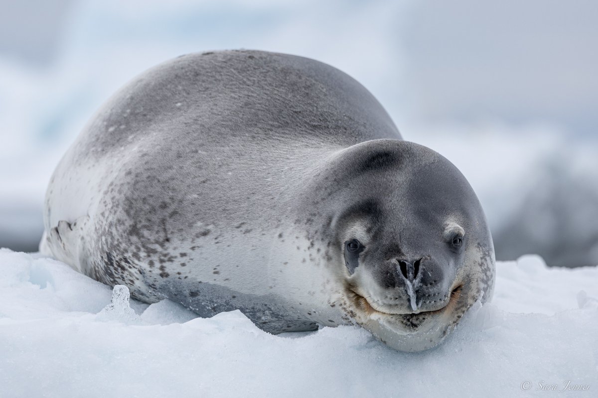 OceanwideExp's tweet image. We headed out for a Zodiac cruise. We slowly cruised to a sheltered bay, where we saw a #leopardseal resting on some ice. It was a large animal with a serpent-like body and sinister smile. An amazing sight.

🕔 Nov 16, 2023 near Gourdin Island

📷 by Sara Jenner &amp;amp; @martin_anstee