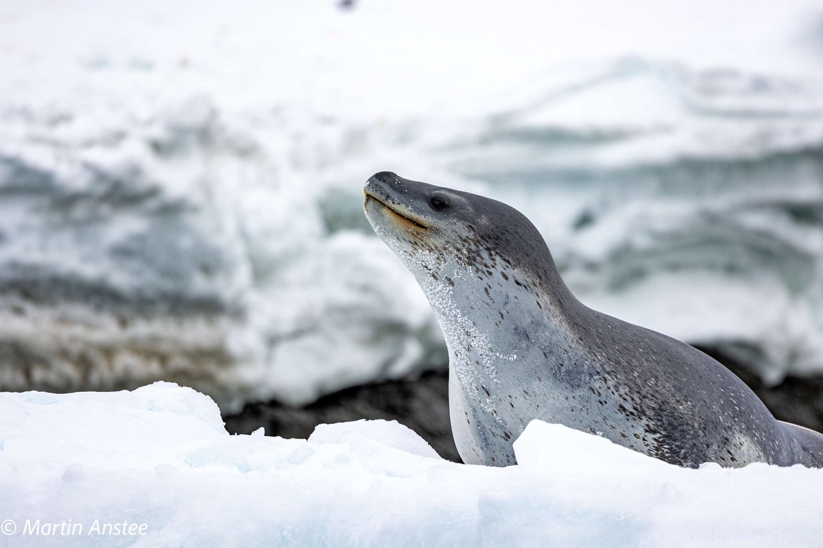 OceanwideExp's tweet image. We headed out for a Zodiac cruise. We slowly cruised to a sheltered bay, where we saw a #leopardseal resting on some ice. It was a large animal with a serpent-like body and sinister smile. An amazing sight.

🕔 Nov 16, 2023 near Gourdin Island

📷 by Sara Jenner &amp;amp; @martin_anstee