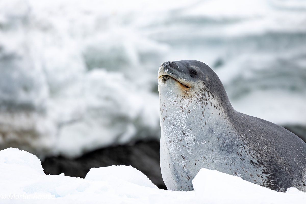 OceanwideExp's tweet image. We headed out for a Zodiac cruise. We slowly cruised to a sheltered bay, where we saw a #leopardseal resting on some ice. It was a large animal with a serpent-like body and sinister smile. An amazing sight.

🕔 Nov 16, 2023 near Gourdin Island

📷 by Sara Jenner &amp;amp; @martin_anstee