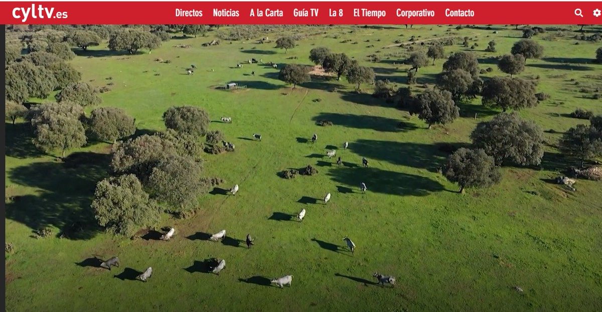 DehesaGrande's tweet image. 💚 Ahora puedes ver #ElArcón de @JavierPerezARGI en @cyltv 👏

⏰ A partir min 35:13 
📺 acortar.link/35MnnW

👉 ¡Descubre las tres deliciosas #recetas que se elaboraron con nuestra #carnedevacuno! 😁

#Cooperativismo #Ganadería #SomosCooperativa #CarnedeVacuno #RecetasCarne