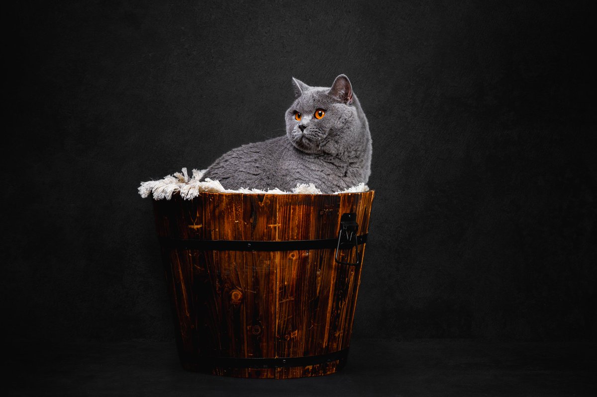 Bjorn and Walter recently came for a studio session and were absolutely stunning models paired with my props. Which is your favorite?
-
-
#britishshorthair #ipswichsuffolk #ipswichuk #cats #meow #Suffolk #petphotographer