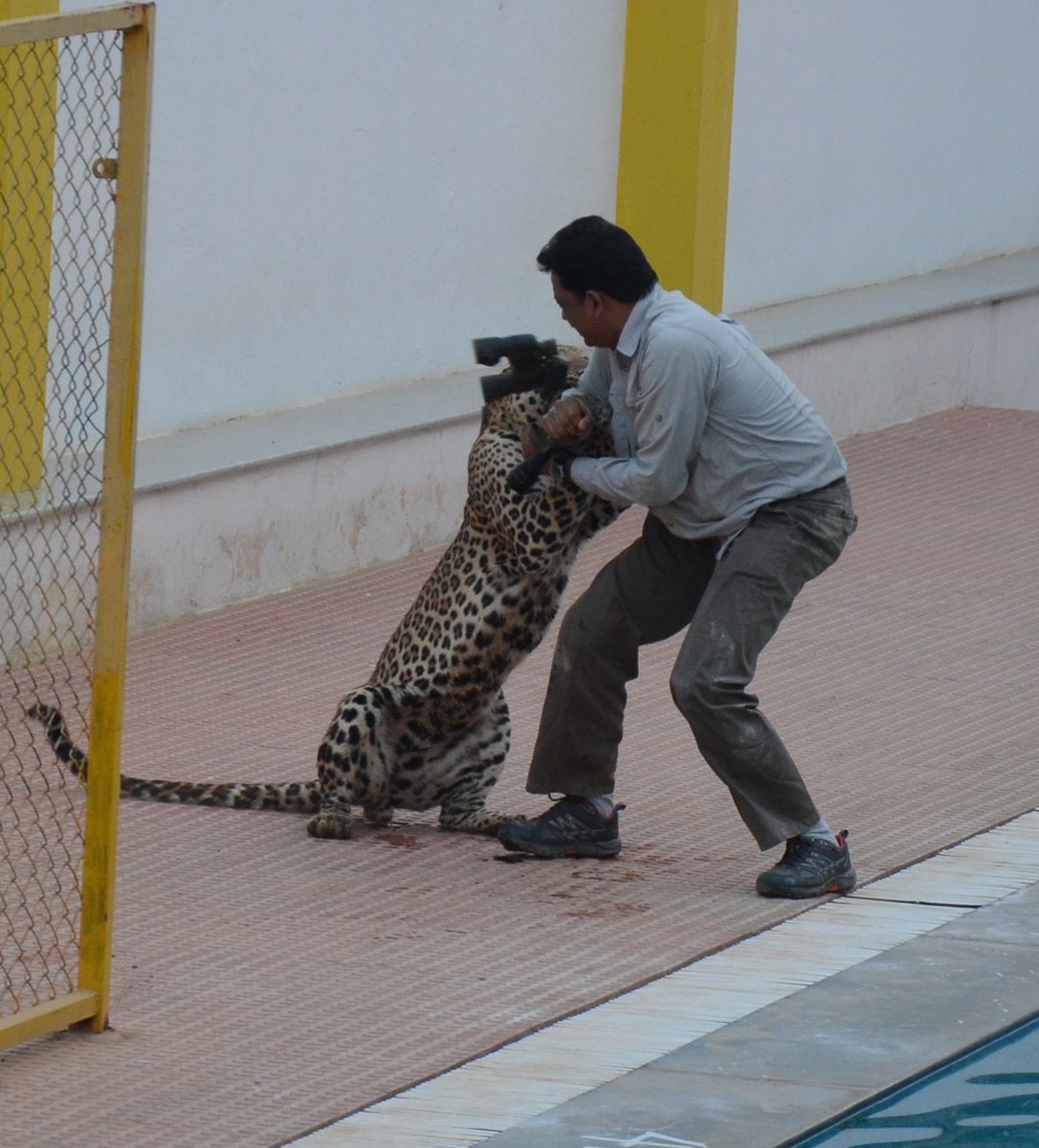 BenGoldsmith's tweet photo. Sanjay Gubbi hit headlines six years ago after he was attacked by a leopard that had strayed on to the grounds of an Indian school. 

In the lastest episode of Rewilding the World I speak to Sanjay about the attack and how it’s driven him to help establish safe corridors in India’s southern states for leopards and other iconic species. 

Listen now wherever you get your podcasts.