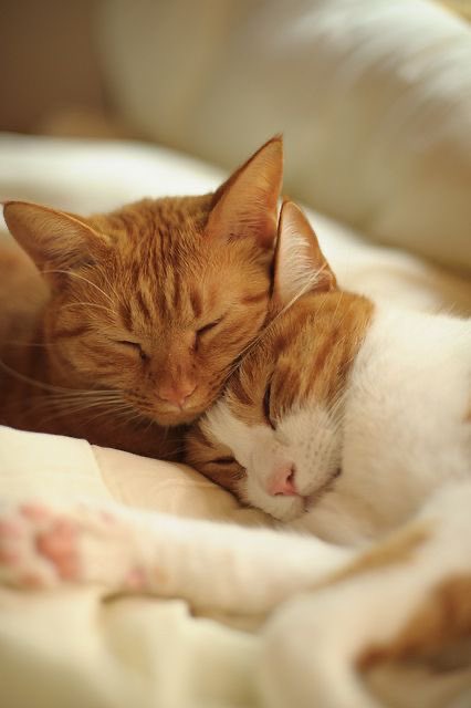 Cats Fantasy tweet media