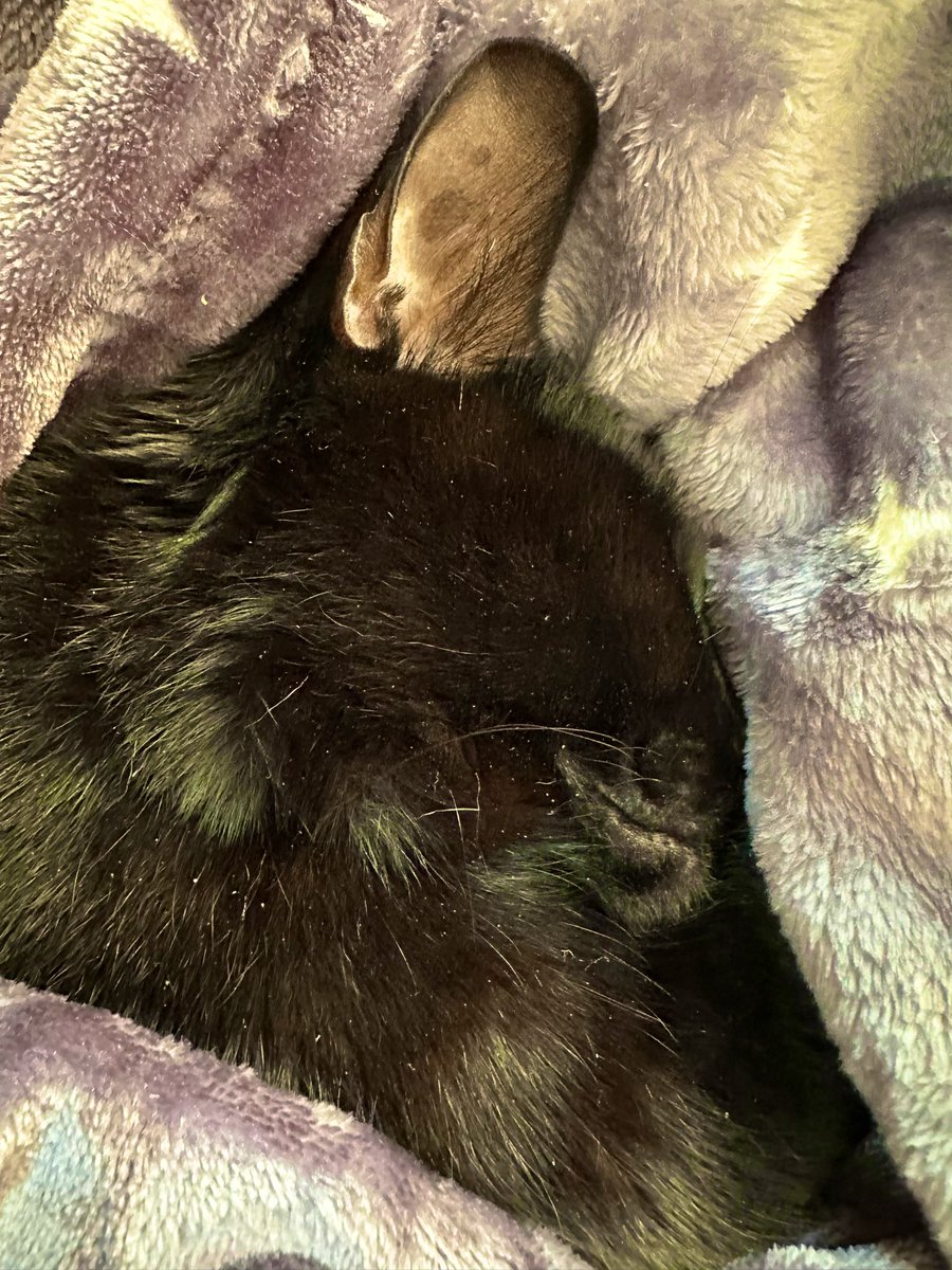 AroundMainLine's tweet photo. My “Big Dom” lol. My cat Bingo. He’s a tough guy too. 🐈⬛💪🏻 #BigDom #DomGate https://t.co/H9wQQtpSOc