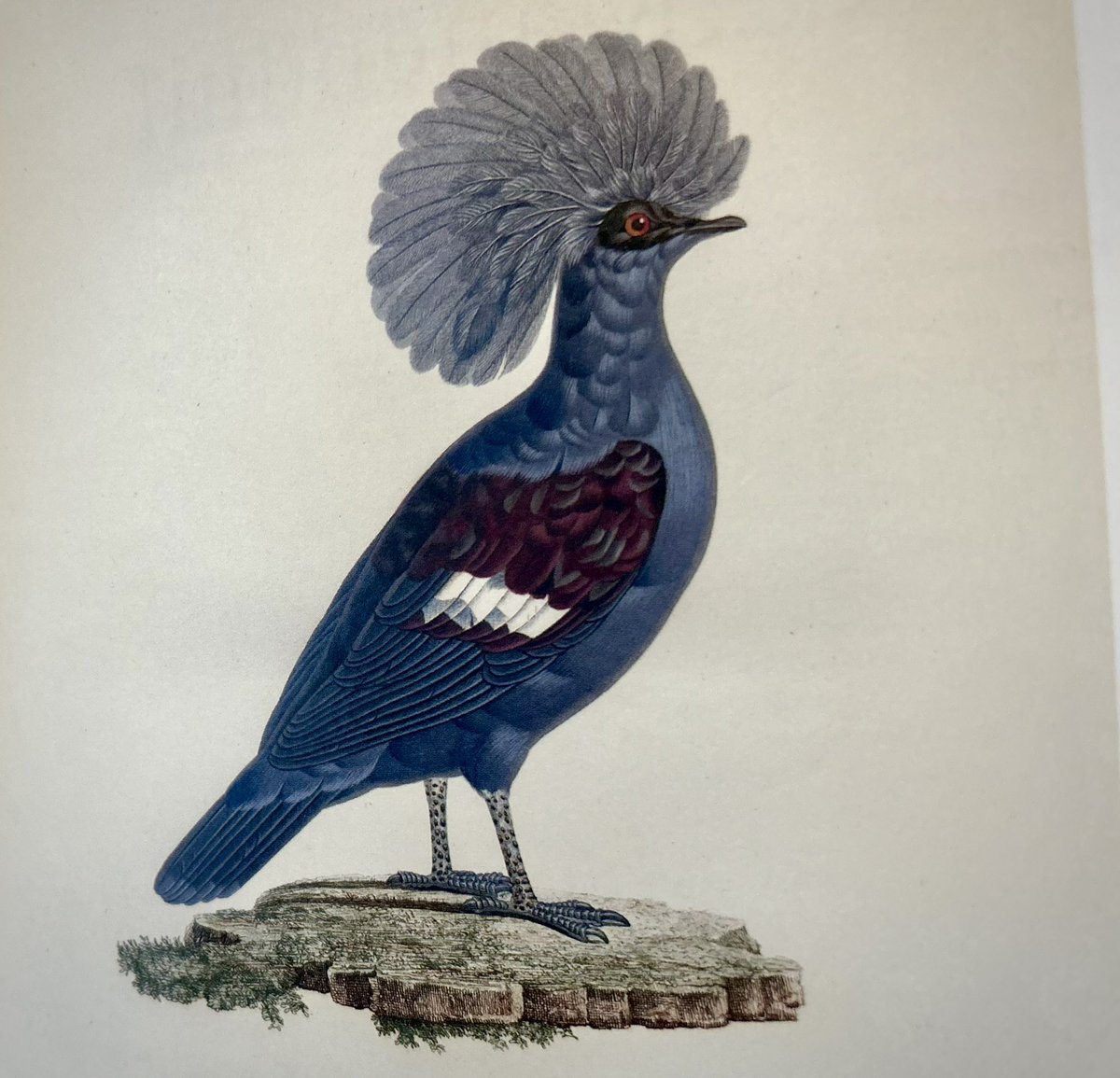 @debondige <a href="/KatrienDeVreese/">Katrien De Vreese</a> PUNKDUIF