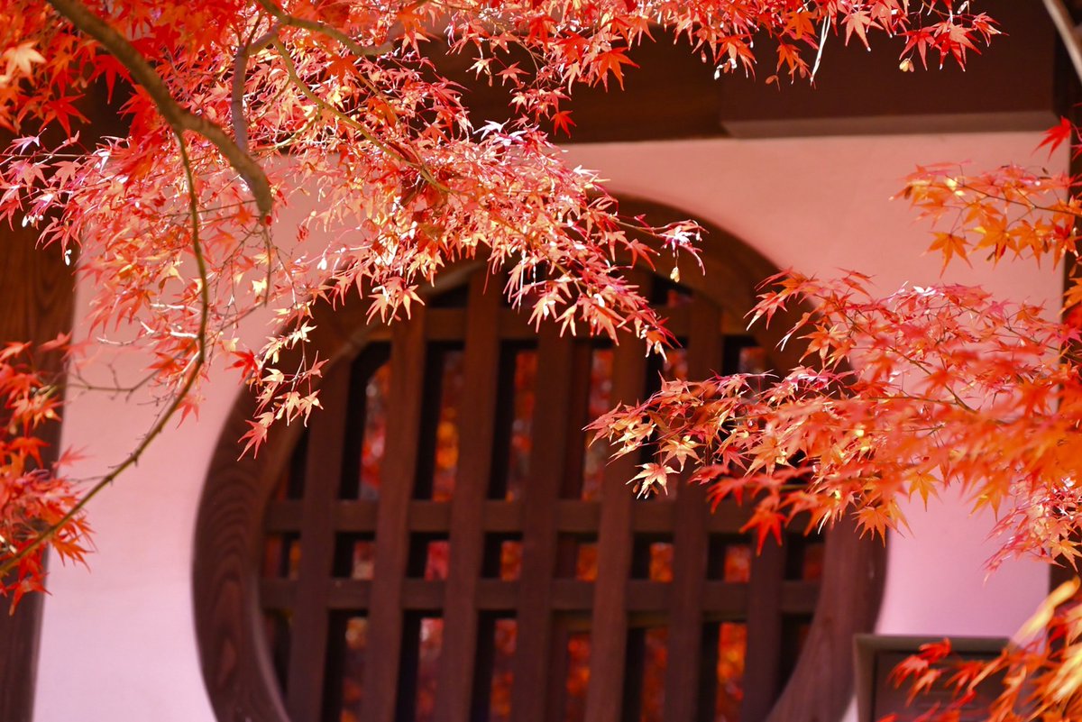 beanca22's tweet photo. 🍁今年の見頃は去年より少し遅いようです🍁
#永観堂 https://t.co/x4JDeVojGZ