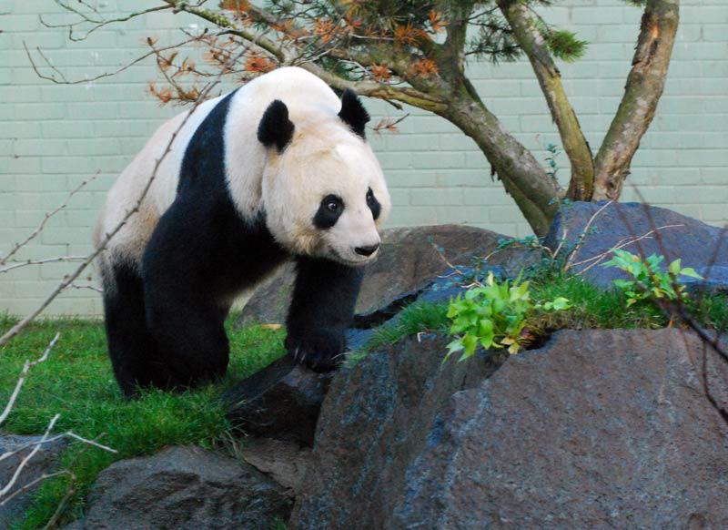 ZooStephen's tweet photo. Farewell 🏴󠁧󠁢󠁳󠁣󠁴󠁿 pandas ✈️ 🇨🇳 @rzss @EdinburghZoo 
Lots of work over the years &amp; lots of people involved... thanks to all. 
The #education work #BeyondthePanda &amp; schools resources something to be proud of &amp; bamboo education plantation &amp; research 👏 
@BIAZA @ABWAK @EducatorsIz https://t.co/vfG1l3z1A7