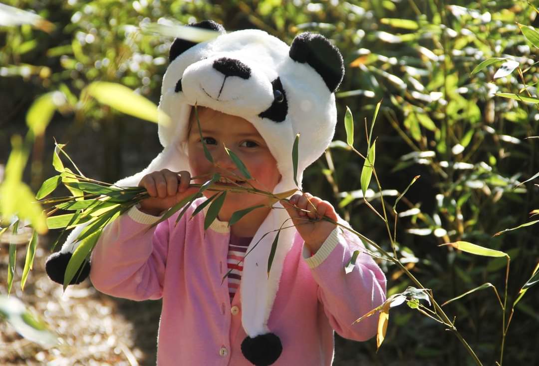 ZooStephen's tweet photo. Farewell 🏴󠁧󠁢󠁳󠁣󠁴󠁿 pandas ✈️ 🇨🇳 @rzss @EdinburghZoo 
Lots of work over the years &amp; lots of people involved... thanks to all. 
The #education work #BeyondthePanda &amp; schools resources something to be proud of &amp; bamboo education plantation &amp; research 👏 
@BIAZA @ABWAK @EducatorsIz https://t.co/vfG1l3z1A7