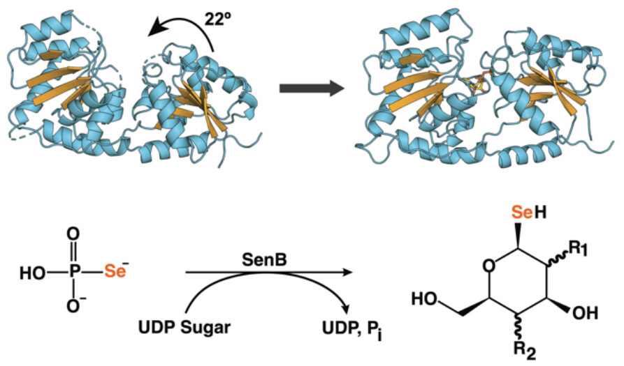 Biochemistry (@biochemistryacs) on Twitter photo Se can be incorporated into natural products, but little is known about the biosynthetic machinery involved.
<a href="/The_Davis_Lab/">The Davis Lab</a> and colleagues now structurally characterize the first known Se-glycosyltransferase and selenosugar synthase.
pubs.acs.org/doi/10.1021/ac…
#biosynthesis Se can be incorporated into natural products, but little is known about the biosynthetic machinery involved.
<a href="/The_Davis_Lab/">The Davis Lab</a> and colleagues now structurally characterize the first known Se-glycosyltransferase and selenosugar synthase.
pubs.acs.org/doi/10.1021/ac…
#biosynthesis