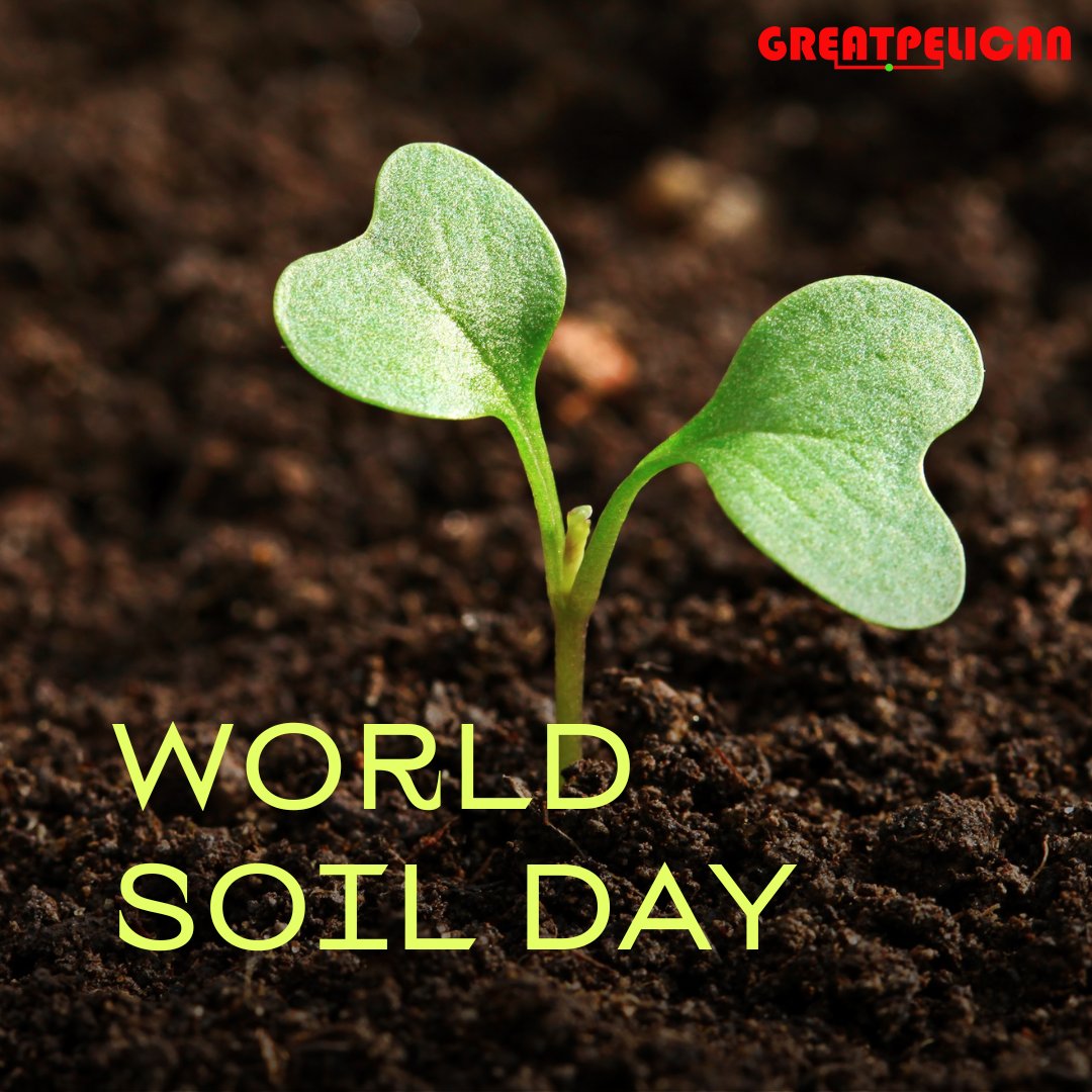 'On World Soil Day, let's remember: Healthy soil equals a healthy planet. It's the foundation on which we build a sustainable future.'
#worldsoilday #protectoursoil #digdeeper #soilconservation #earthfoundation #greatpelican #soilforlife #growgreen #soilsustainability