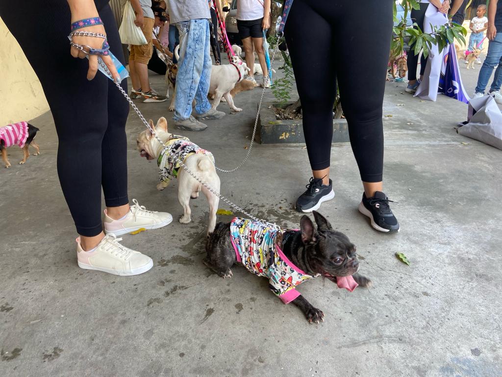 alcaldiaptoboy's tweet photo. 2da Caminata Canina Primero tu Mascota🐩🐾🐶
Fue hermoso ver cómo los lazos entre dueños y mascotas se fortalecieron en este evento, creando una comunidad unida por el amor y el cuidado hacia nuestros fieles compañeros. @JiclyMutisIsaza https://t.co/5zstCW0376